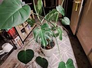 Grajewo ogłoszenia: Sprzedam kwiat monstera wysokość 110cm - zdjęcie