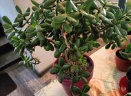 Grajewo ogłoszenia: Powitać sprzedam kwiaty
Zapraszam
- tel. 794 120 435
Cena od 8... - zdjęcie