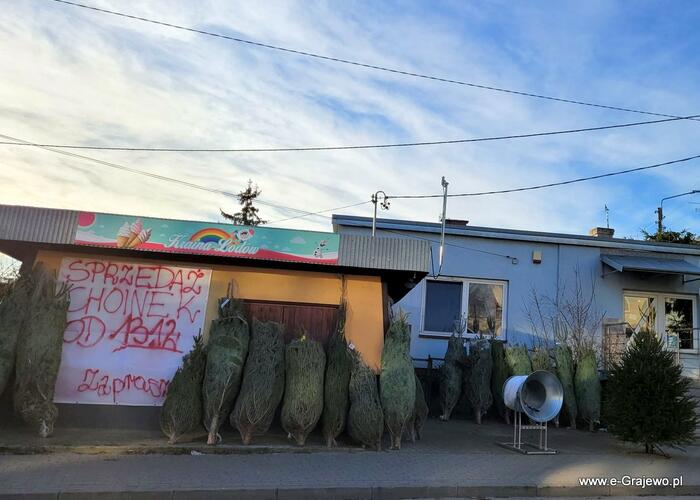 Grajewo ogłoszenia: Sprzedaż żywych choinek 

 * Świerk pospolity
 * Jodła...