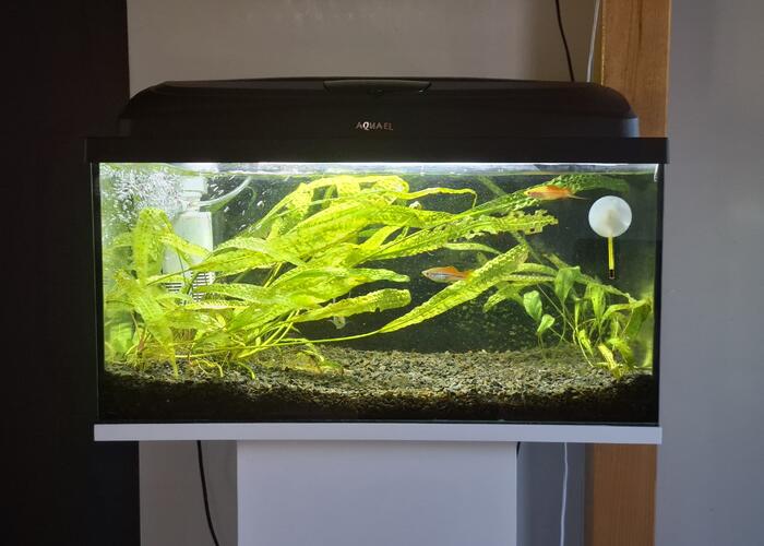 Grajewo ogłoszenia: Sprzedam akwarium 54l z życiem, więcej informacji na pv.