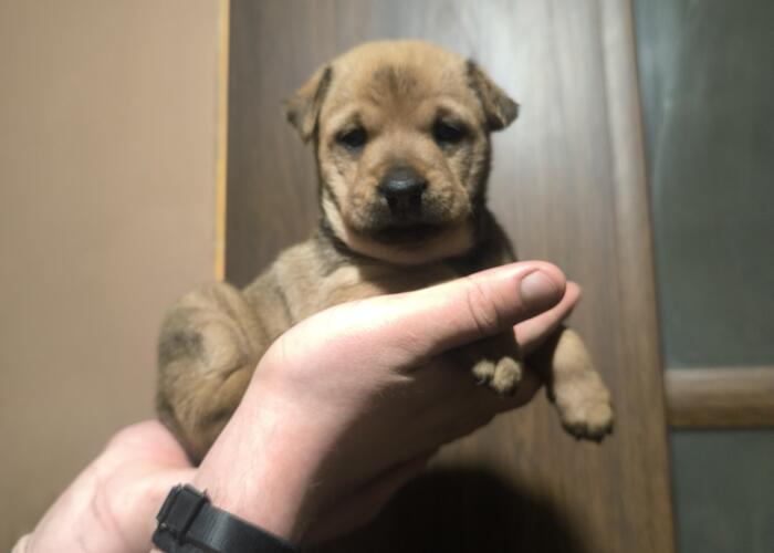 Grajewo ogłoszenia: Witam, mam na oddanie 3 suczki, urodzone 01.02.2026 już mogą...