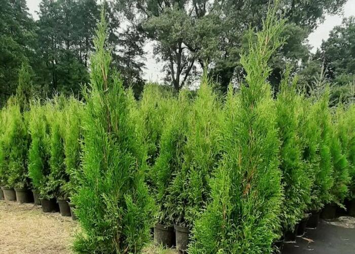 Grajewo ogłoszenia: Szkółka drzewek i krzewów ozdobnych
Dybła koło Grajewa

Z A...