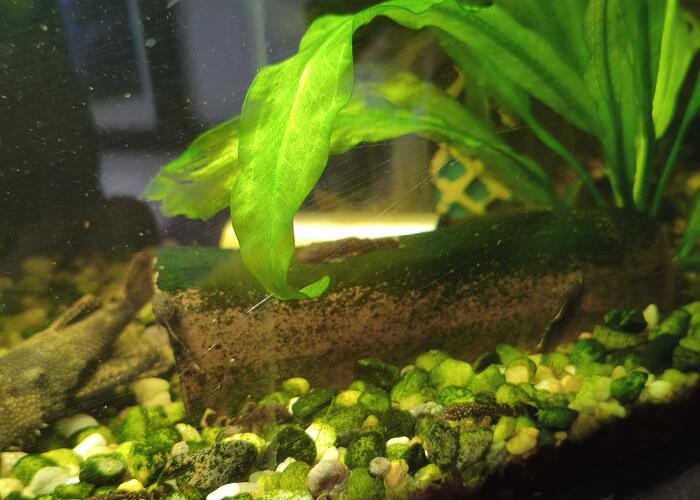 Grajewo ogłoszenia: Sprzedam małe glonojady, krewetki i gupiki